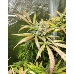 Misty Kush genetics, Фасовка: 3+1